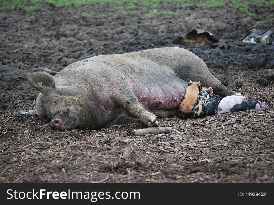 Piglets sucking milk from it's mother pig. Piglets sucking milk from it's mother pig.