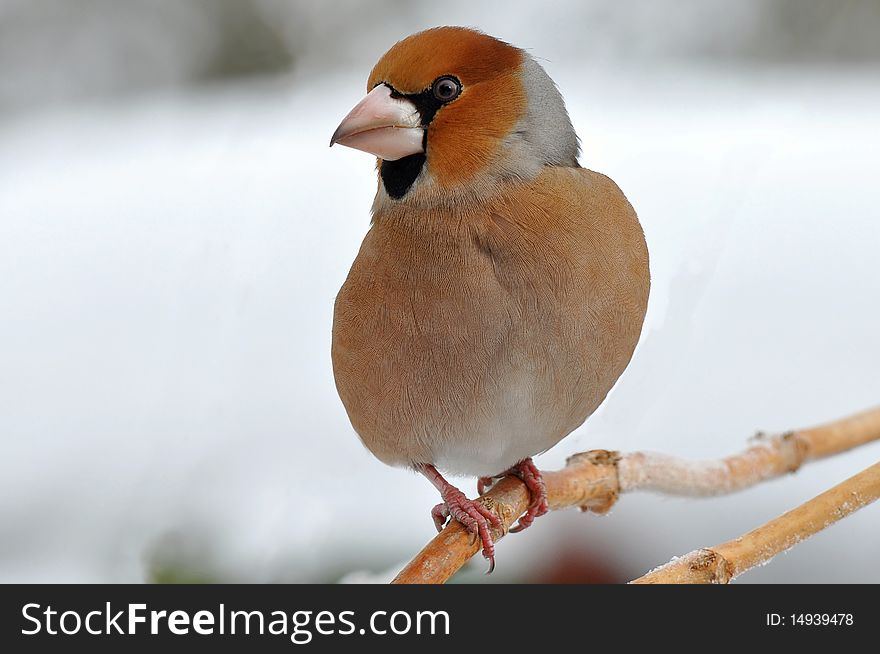 Hawfinch