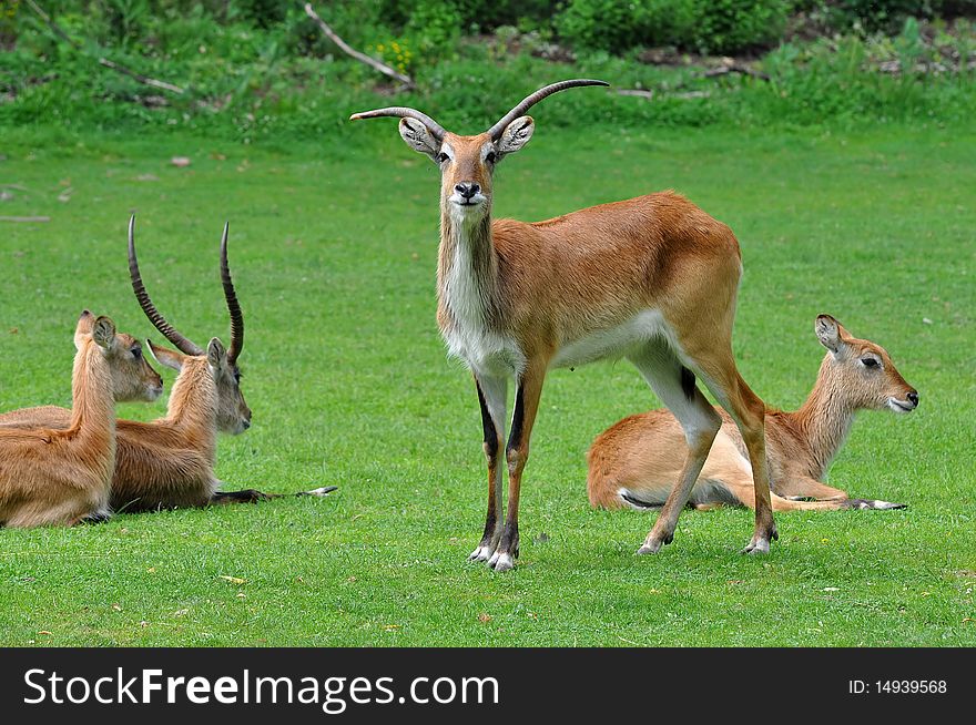 Group of antelopes kafue lechwe
