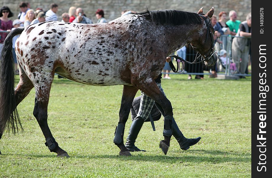 Horse at competition