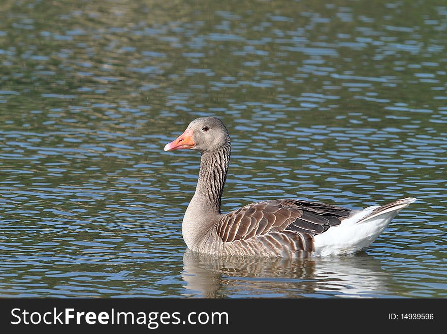 The Greylag Goose (also spelled Graylag in the United States), Anser anser, is a bird with a wide range in the Old World. It is the type species of the genus Anser.
