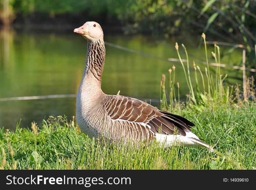 The Greylag Goose (also spelled Graylag in the United States), Anser anser, is a bird with a wide range in the Old World. It is the type species of the genus Anser. The Greylag Goose (also spelled Graylag in the United States), Anser anser, is a bird with a wide range in the Old World. It is the type species of the genus Anser.