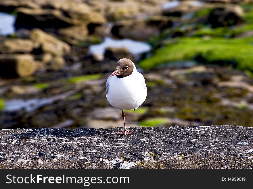 Black-headed gull at the quays standing on one leg