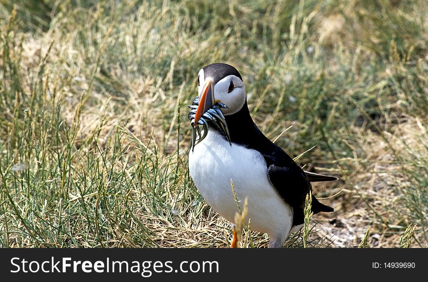 Puffin with his caught fish