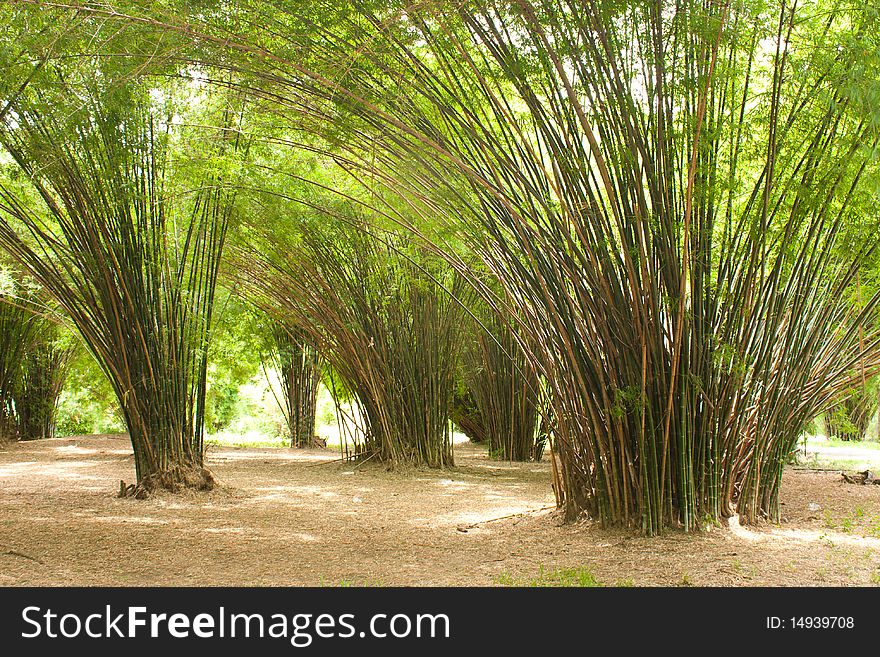 Bamboo In The Park