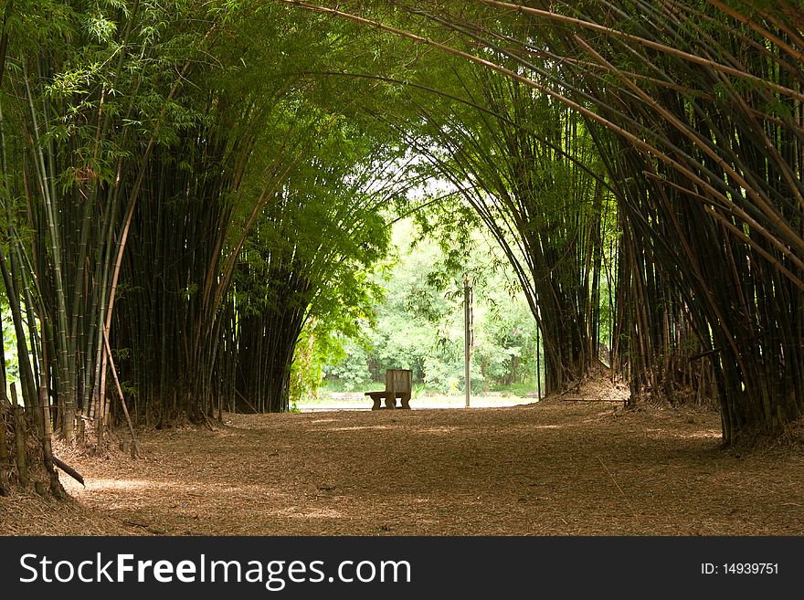 Bench and the bamboo