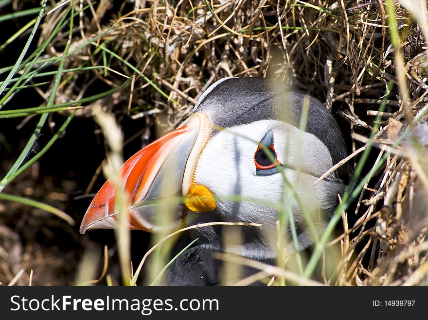 Puffin looking out of his breeding nest