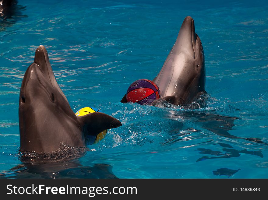 Dolphins playing with colored balls