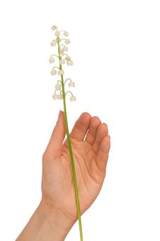 Lily Of The Valley Royalty Free Stock Images