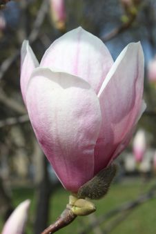 Magnolia Flower Stock Photography