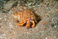 Hermit Crab Walking Stock Photos Hermit Crab Walking Stock Photos