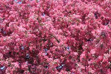Flowering Tree Royalty Free Stock Images Flowering Tree Royalty Free Stock Images