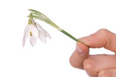 Snowdrop Royalty Free Stock Images