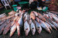 Fish Market Stock Images Fish Market Stock Images