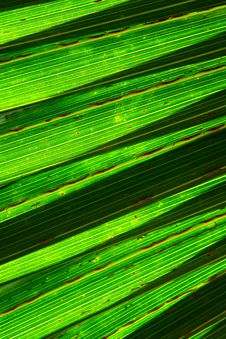 Tropical Leaf Texture Stock Photos Tropical Leaf Texture Stock Photos