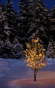 Illuminated Winter Tree Royalty Free Stock Photo Illuminated Winter Tree Royalty Free Stock Photo