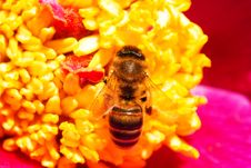 Bee On The Flower Stock Image Bee On The Flower Stock Image