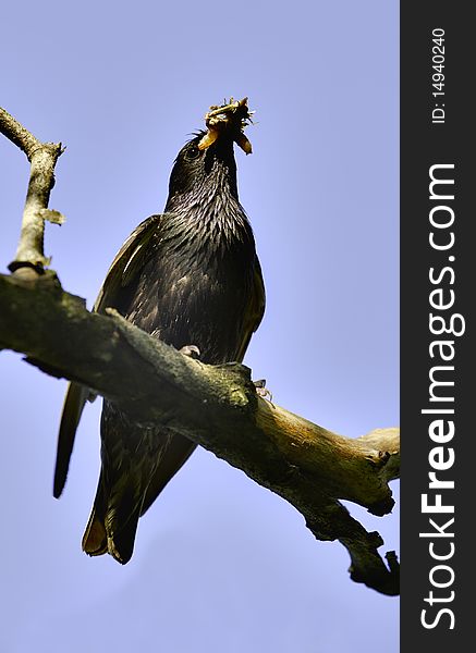 Bird eating on a branch