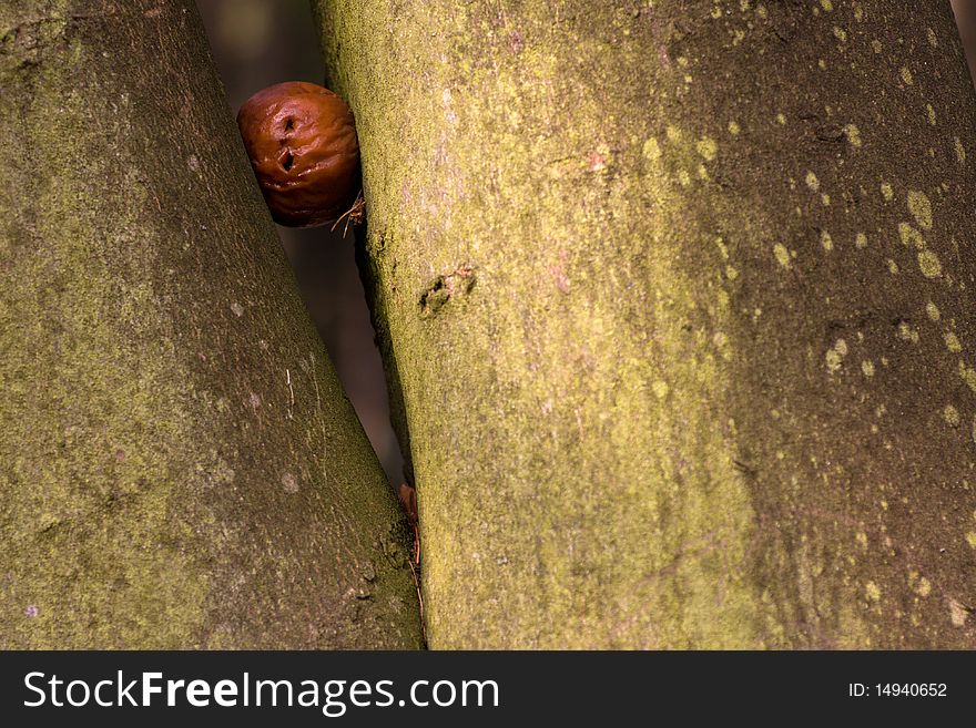 A photo of an apple outdoor on a tree trunk