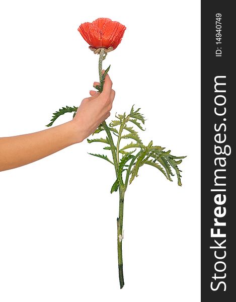 Woman holding red poppy flower in the hand. Woman holding red poppy flower in the hand