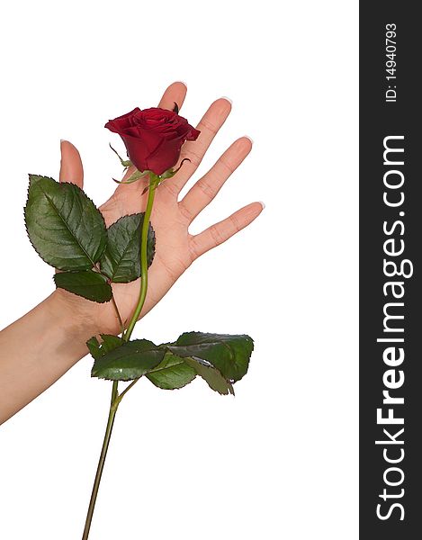 Woman holding red rose in the hands as a gift