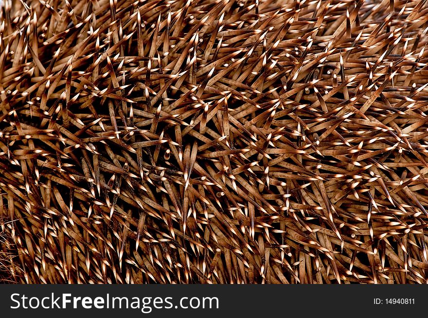 Considerable quantity of prickles of a hedgehog