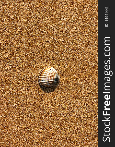 Scallop Shell on Beach