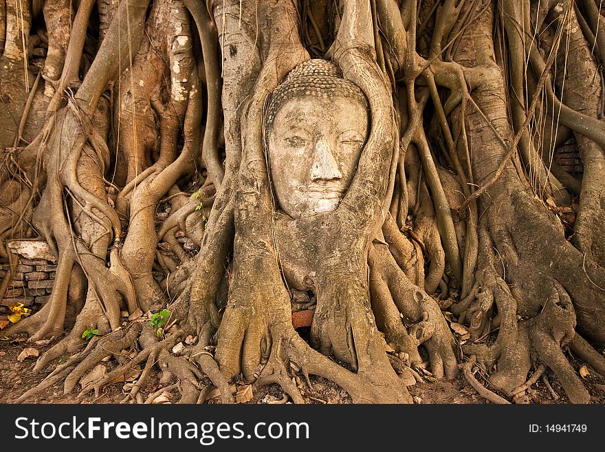 The ancient of buddha's head in the tree at Watmahathat, Thailand
