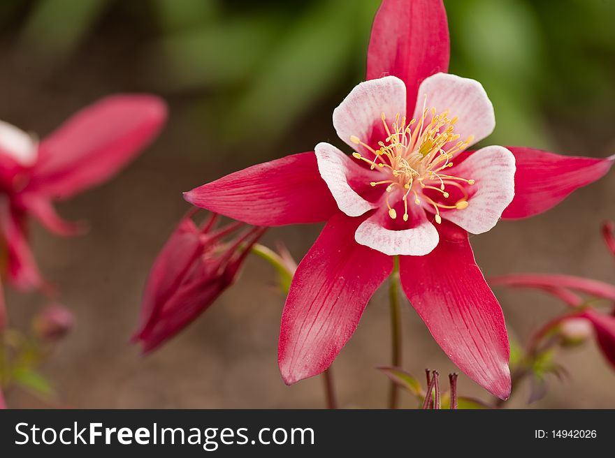 A Magenta columbine on a soft focus background