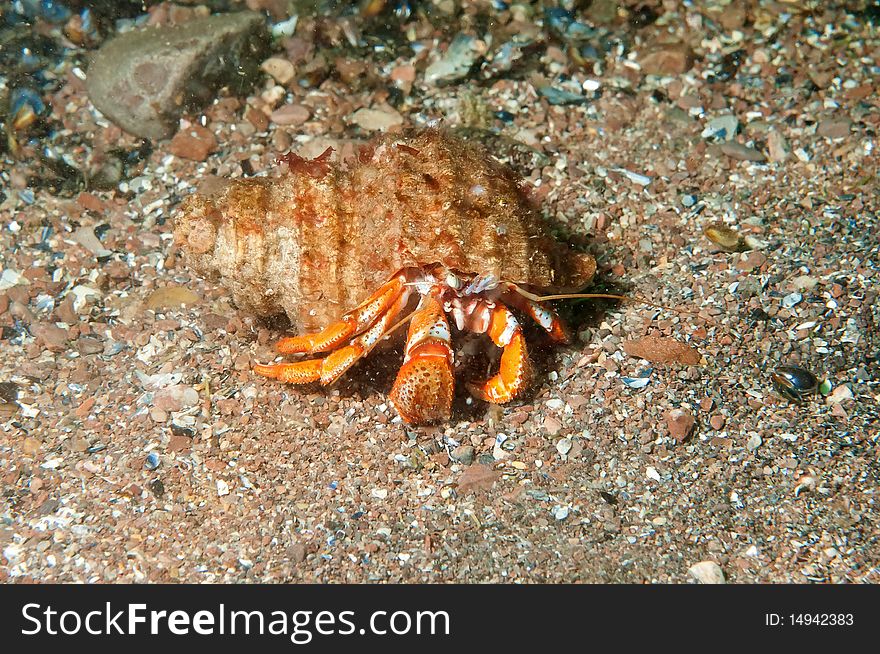 An hermit crab walking on sea bottom