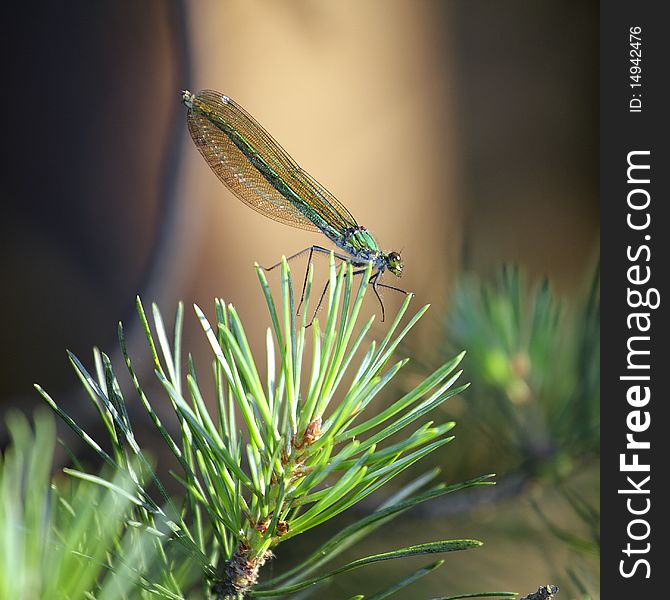 Dragonfly - Banded demoiselle - Calopteryx splendens (female)