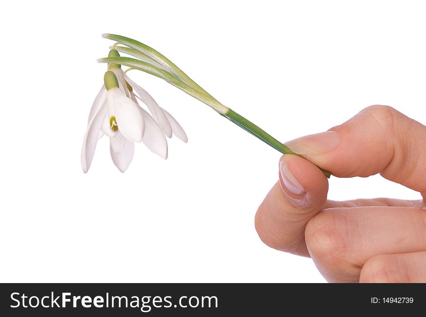 Woman holding snowdrop as a symbol of spring