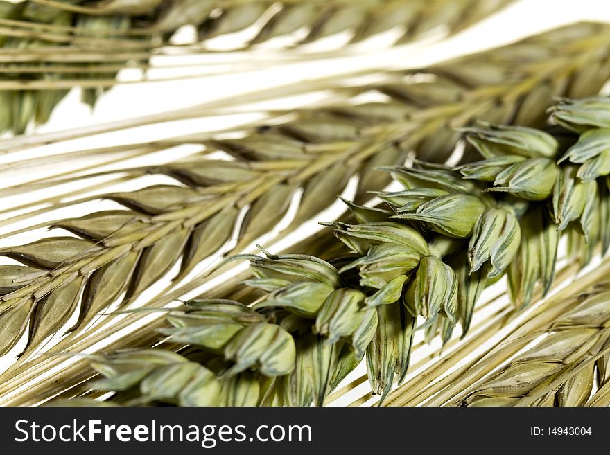 Green grain .barley,ready for harvest growing in a farm field,isolated