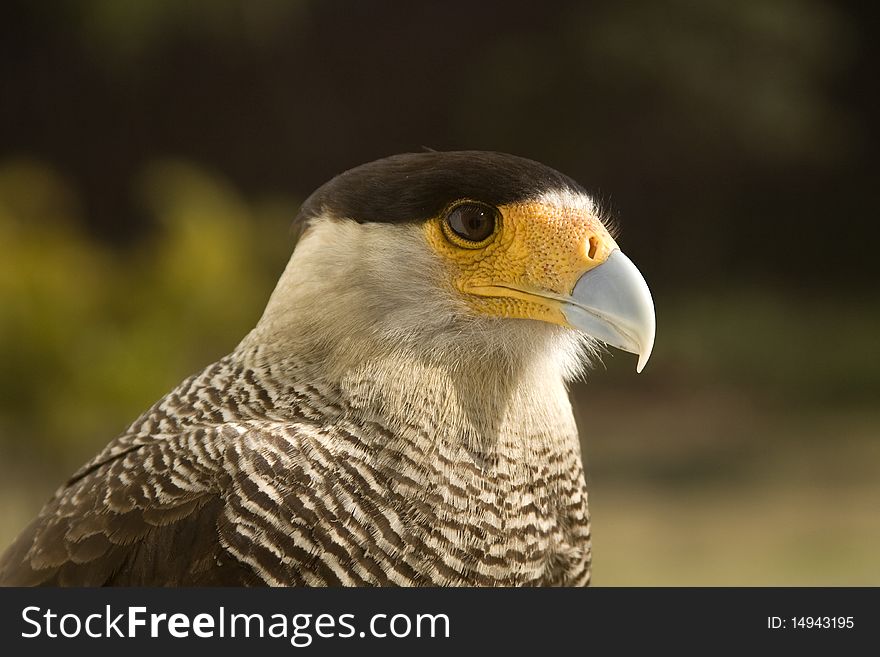 A close up profile of the head and face of a carcara eagle