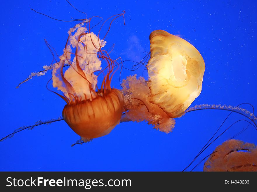 Jellyfish picture taken at the Akron Zoo