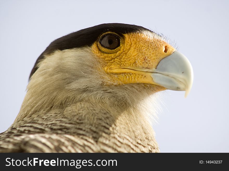 A close up profile of the head and face of a carcara eagle