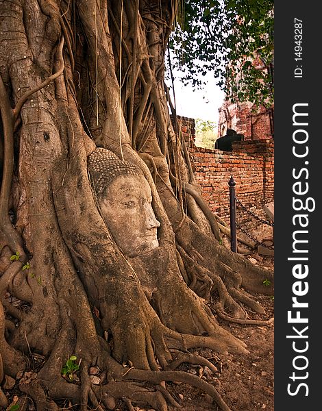 Histoical buddha's head in the tree at Watmahathat, Thailand