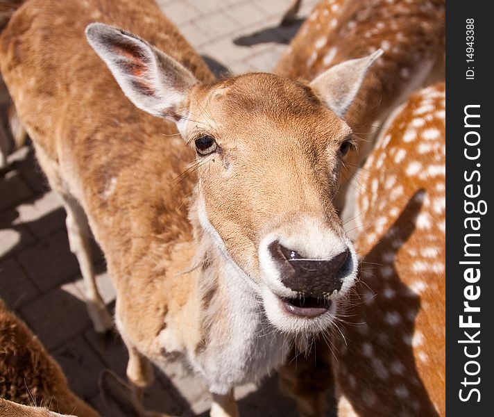 A young curious and friendly deer