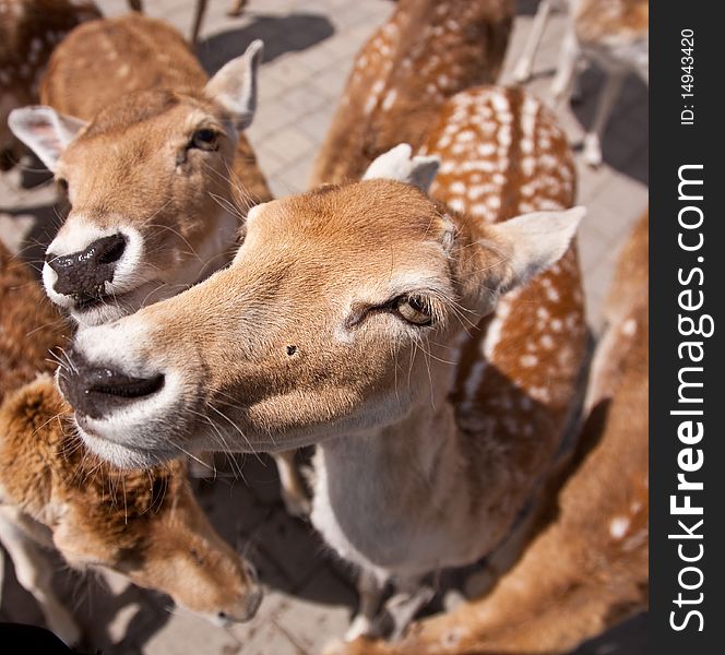 Young curious and friendly deer with silly expressions