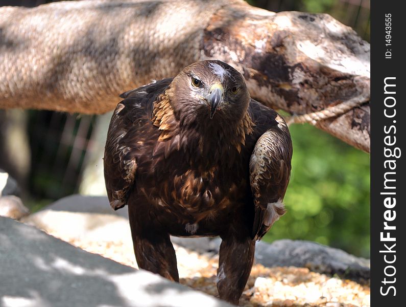 The Golden Eagle (Aquila chrysaetos) is a part of the eagle family and is a bird of prey.