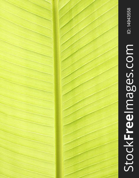 Green Leaf Texture Closeup