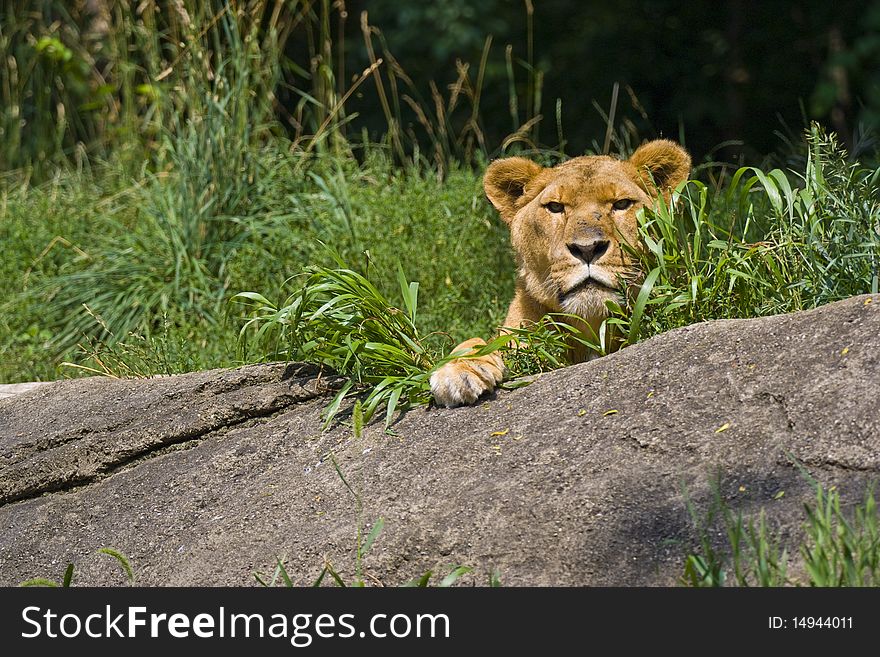 Lioness on top of a rock