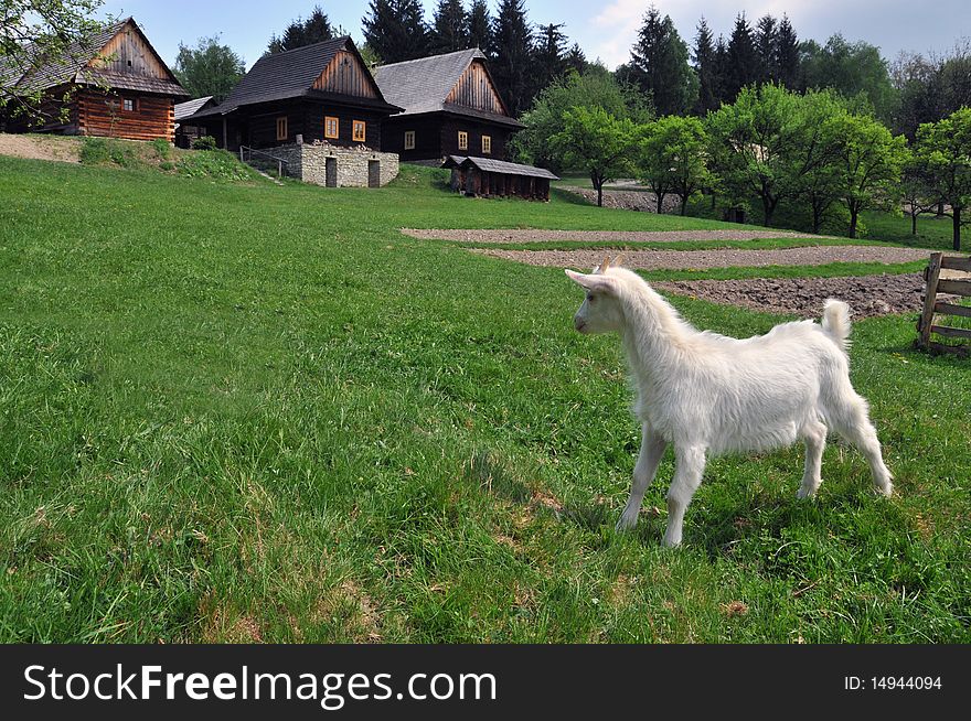 Goat buck trestle doe nanny feeding animal meadow grass nature village grazing. Goat buck trestle doe nanny feeding animal meadow grass nature village grazing