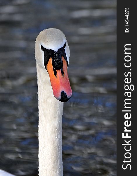 Swan staring down the photographer