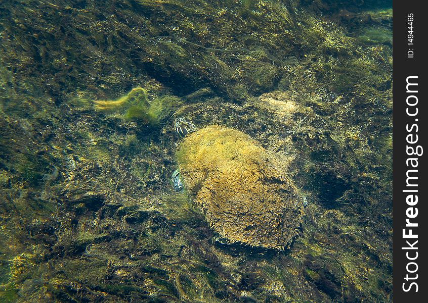 Growth on the shell of a Suwanee Turtle makes it blend with the river bottom at Manatee Springs. The clear water coming from the spring flows to the brown colored Suwanee River. In this short spring there are turtles all over the bottom either resting or eating. Growth on the shell of a Suwanee Turtle makes it blend with the river bottom at Manatee Springs. The clear water coming from the spring flows to the brown colored Suwanee River. In this short spring there are turtles all over the bottom either resting or eating.