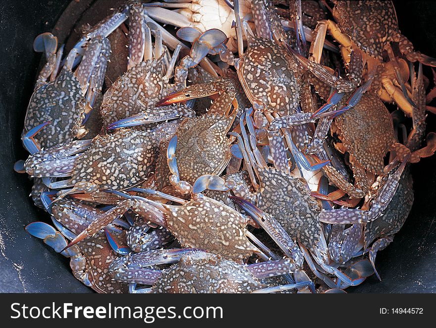 Pile of fresh crabs caught on the boat