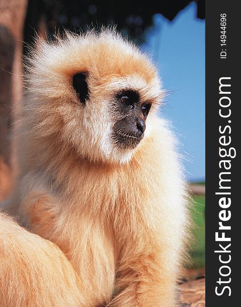 Gibbon