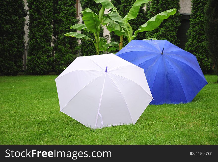 Open white and blue umbrella on the lawn. Open white and blue umbrella on the lawn