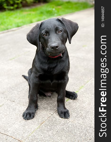 A black retriever puppy, sitting in front of the camera