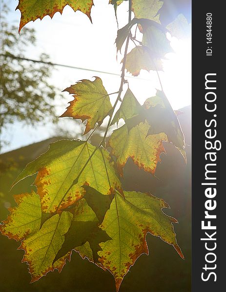 Autumn Leaves And Bright Sun Light